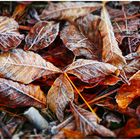 Autumn leaves