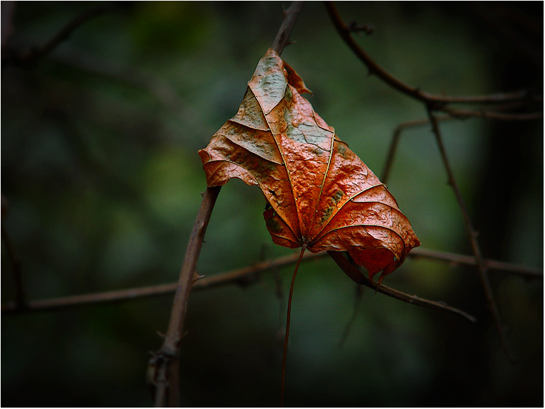 Autumn leaves ...