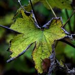 Autumn leaves -