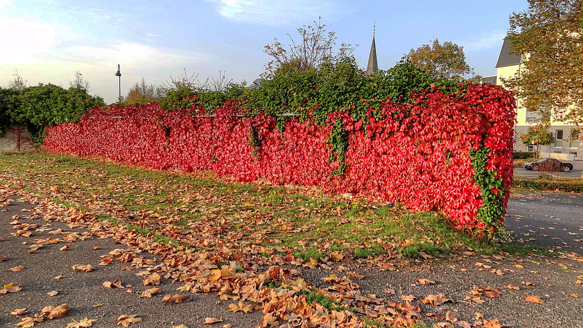 AUTUMN  LEAVES