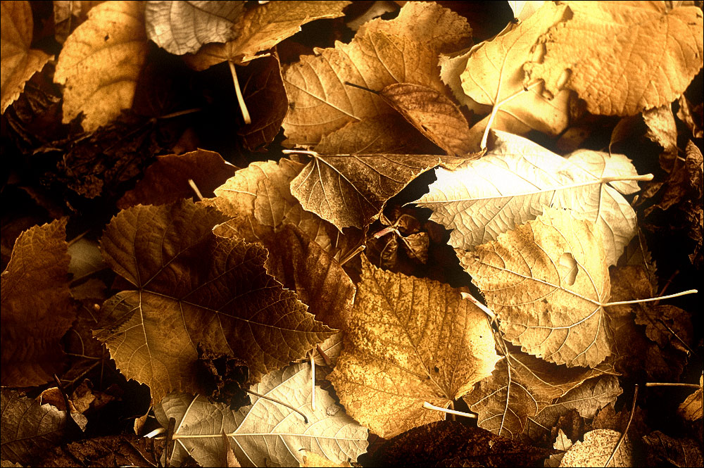 [Autumn Leaves]