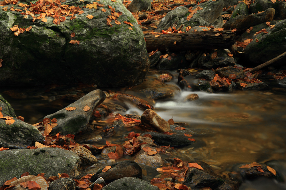 autumn leaves