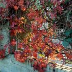 autumn leaves