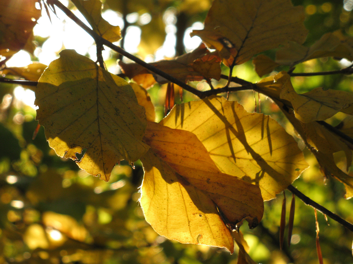 autumn leaves in autumn light