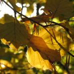 autumn leaves in autumn light