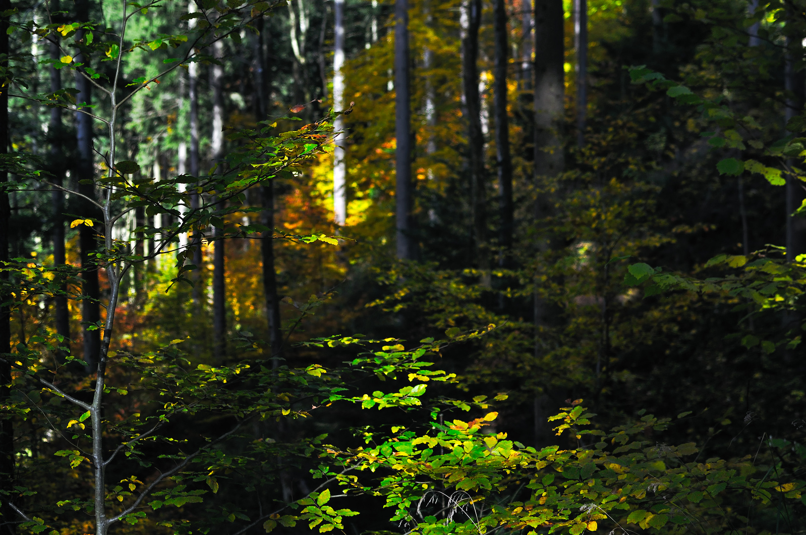 Autumn leaves - in the beech forest!