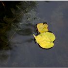 Autumn leaves in the water