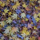 Autumn Leaves  -  Les Feuilles Mortes