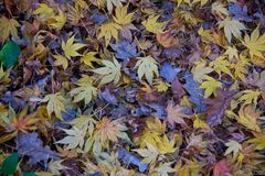 Autumn Leaves  -  Les Feuilles Mortes