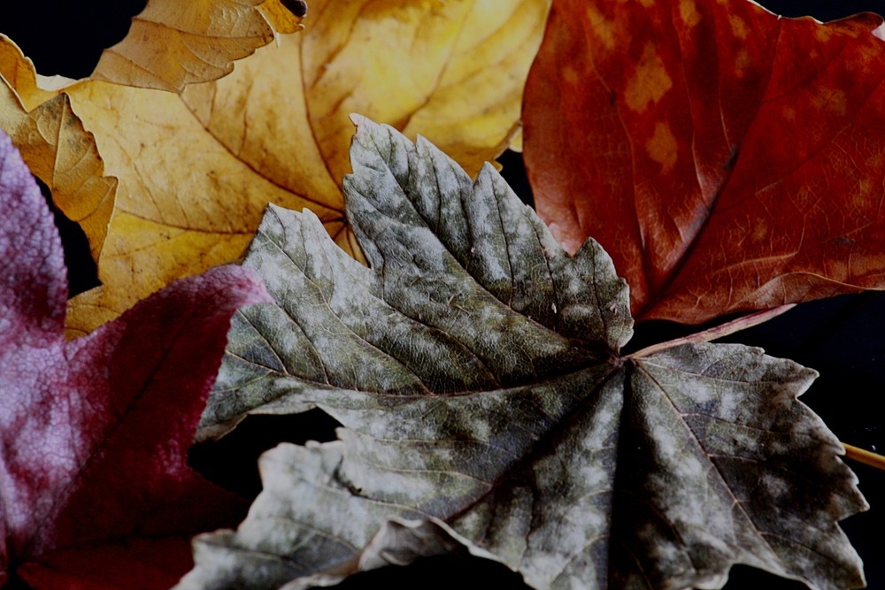 Autumn Leaves - Les Feuilles Mortes