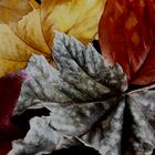 Autumn Leaves - Les Feuilles Mortes