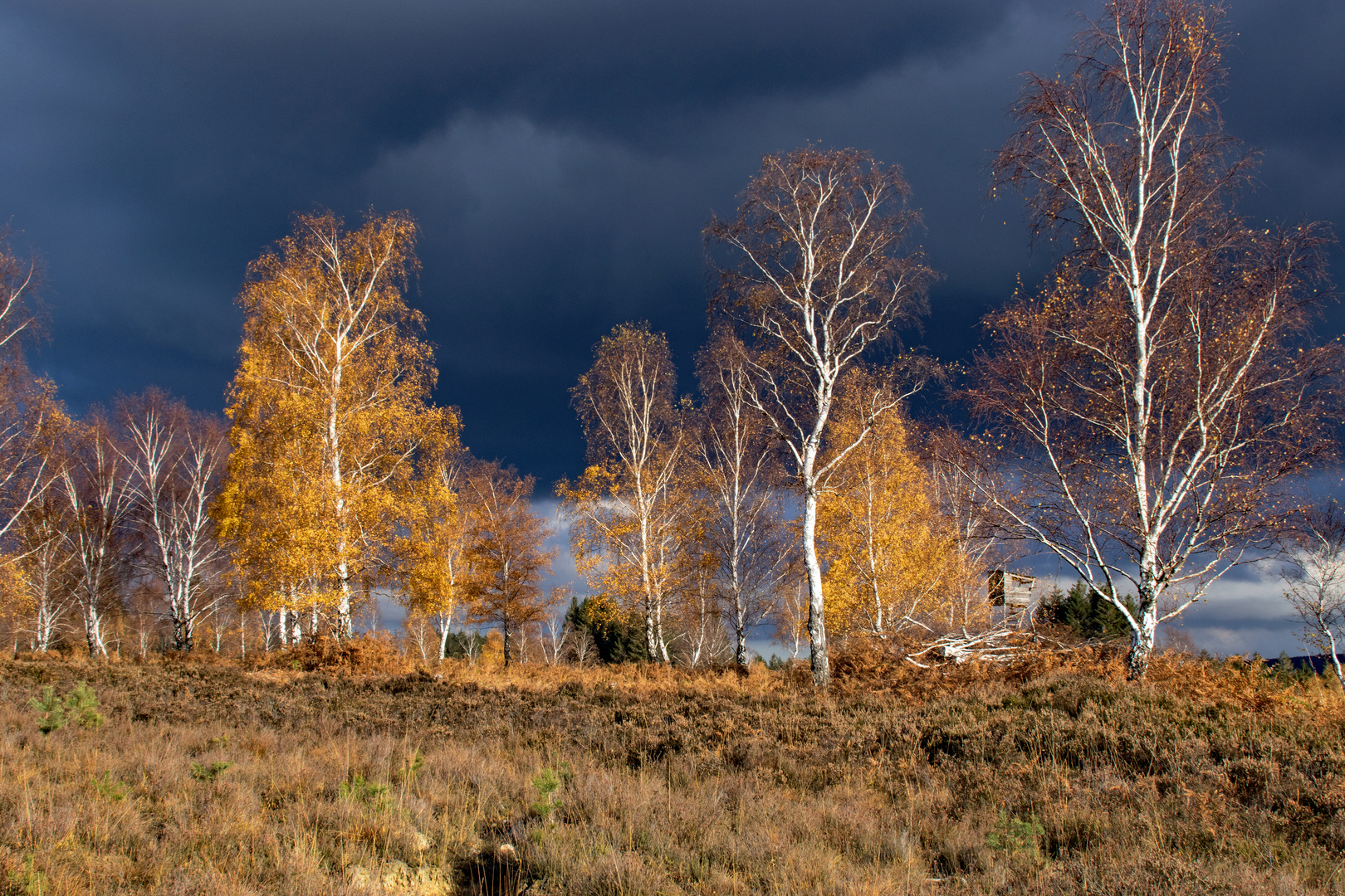 Autumn Leaves - Nat King Cole