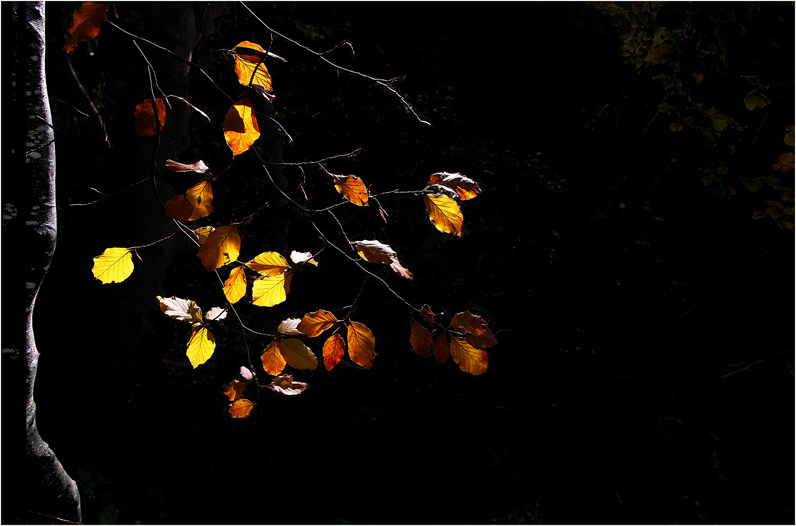 Autumn light