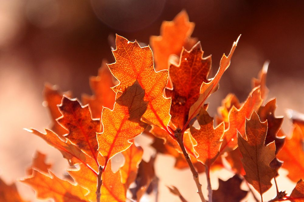 Autumn Light von La Aventura Panamericana 