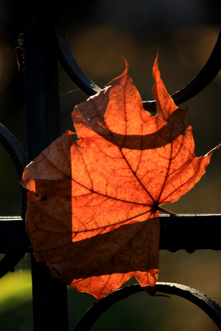 autumn light