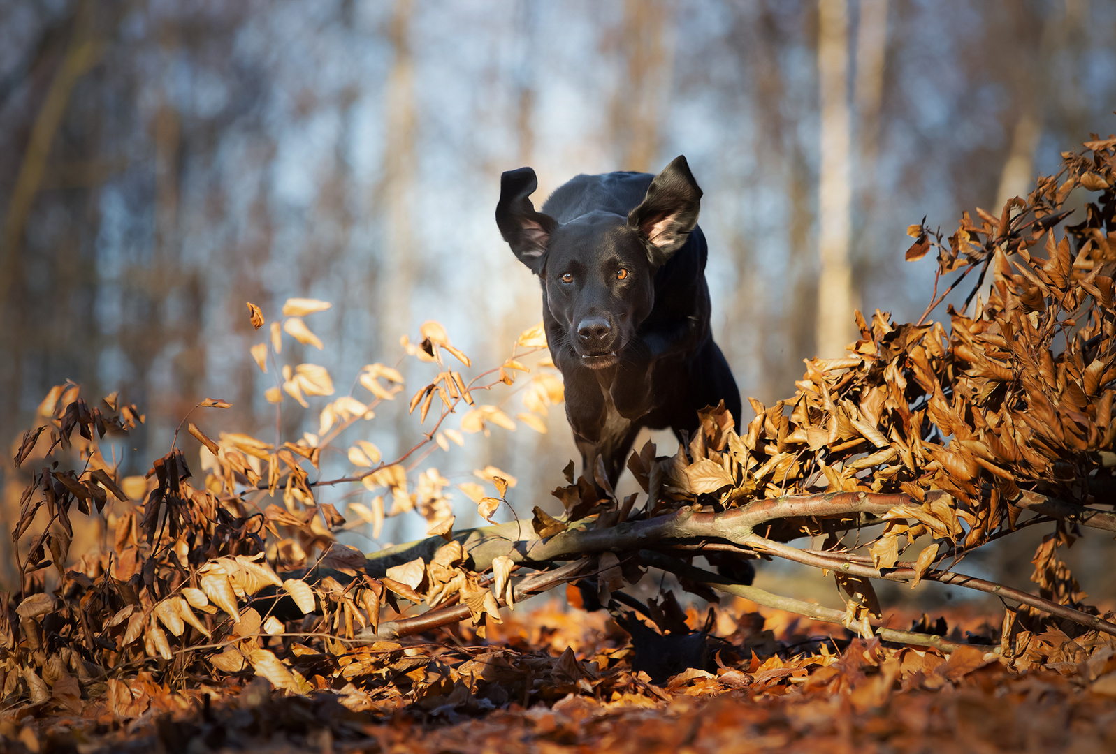 Autumn Light