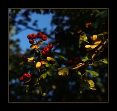 autumn light