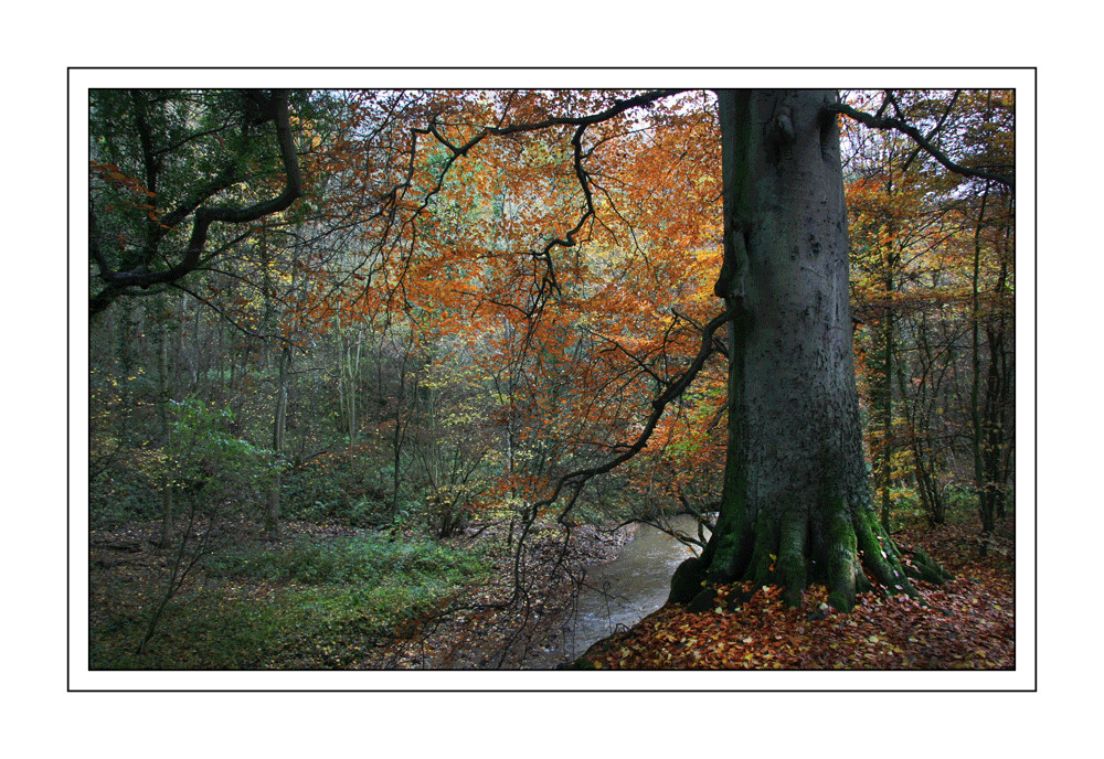 Autumn light