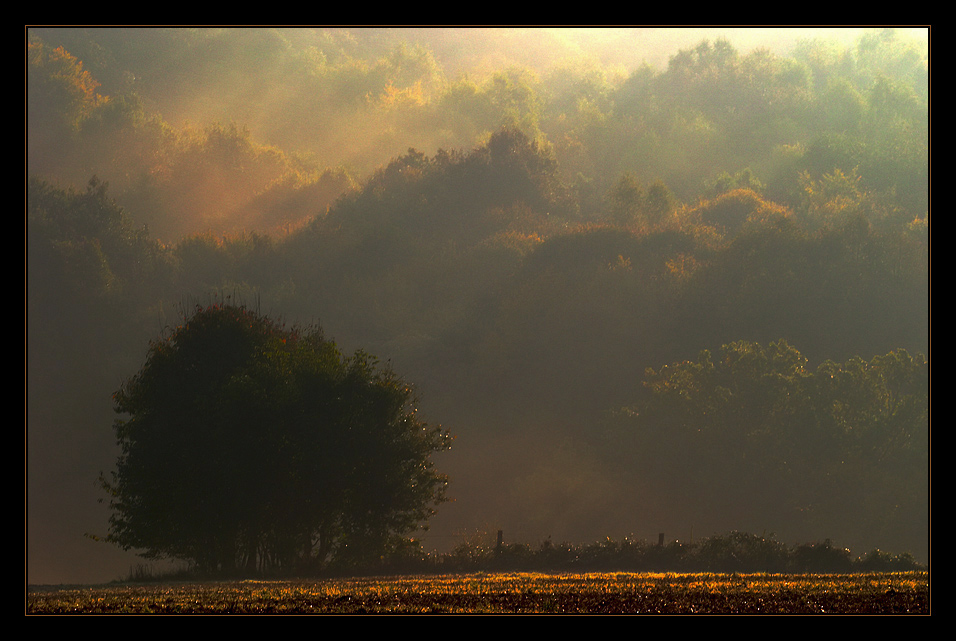 autumn light