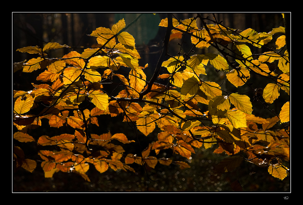 Autumn light II
