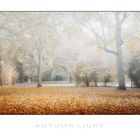 Autumn Light VI
