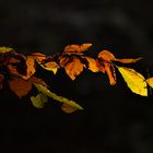 Autumn Lights - 3