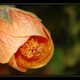Herbst / Autumn