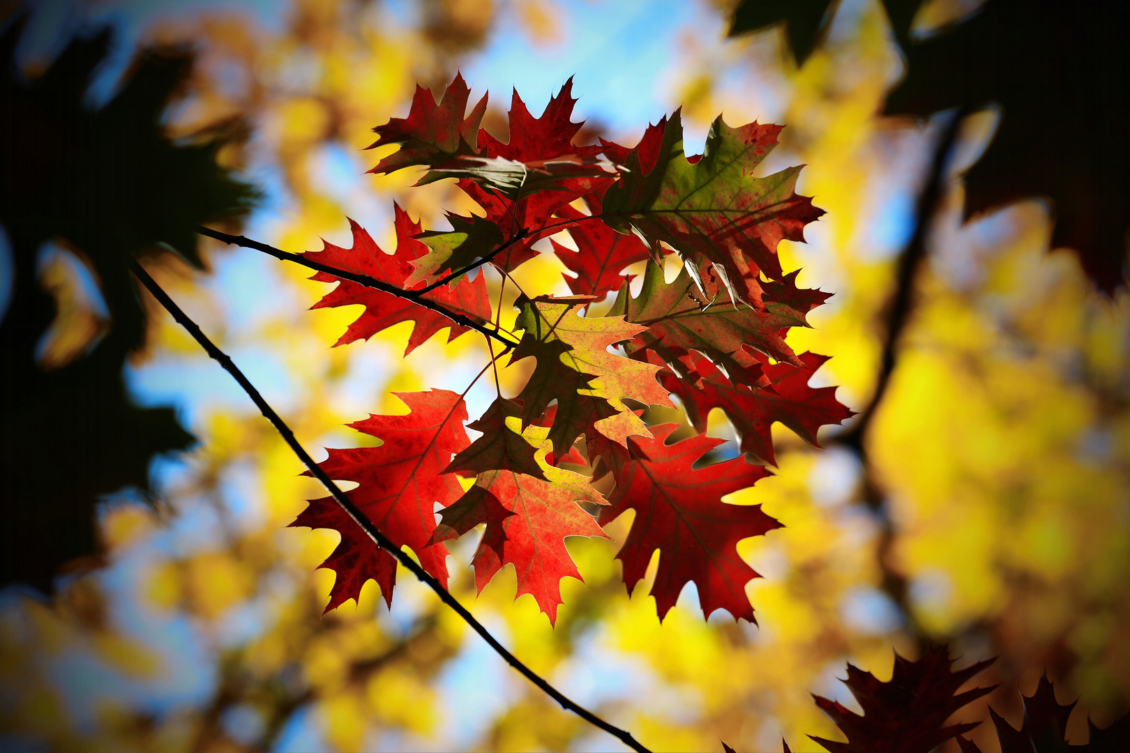 Autumn Maple Branch - Berlin, Germany