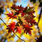 Autumn Maple Branch - Berlin, Germany