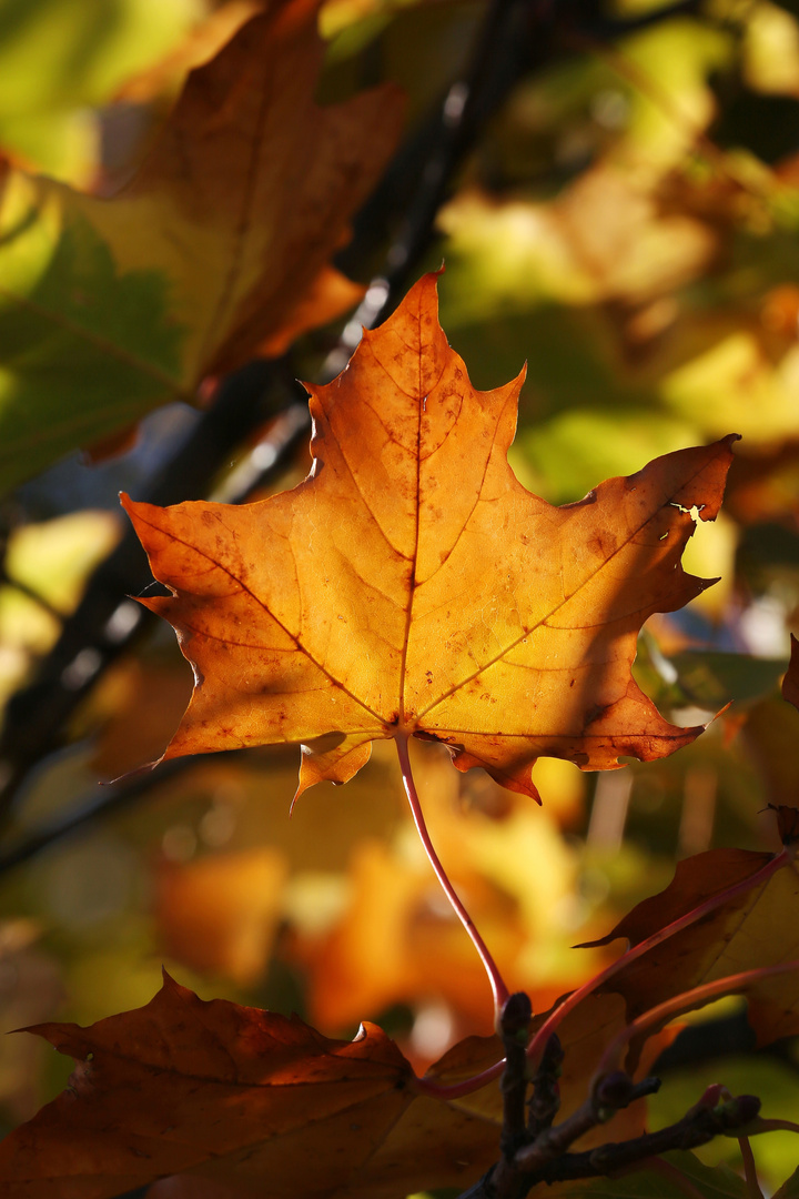 Autumn Maple Leaf - Erfurt, Thüringen, Germany