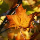 Autumn Maple Leaf - Erfurt, Thüringen, Germany