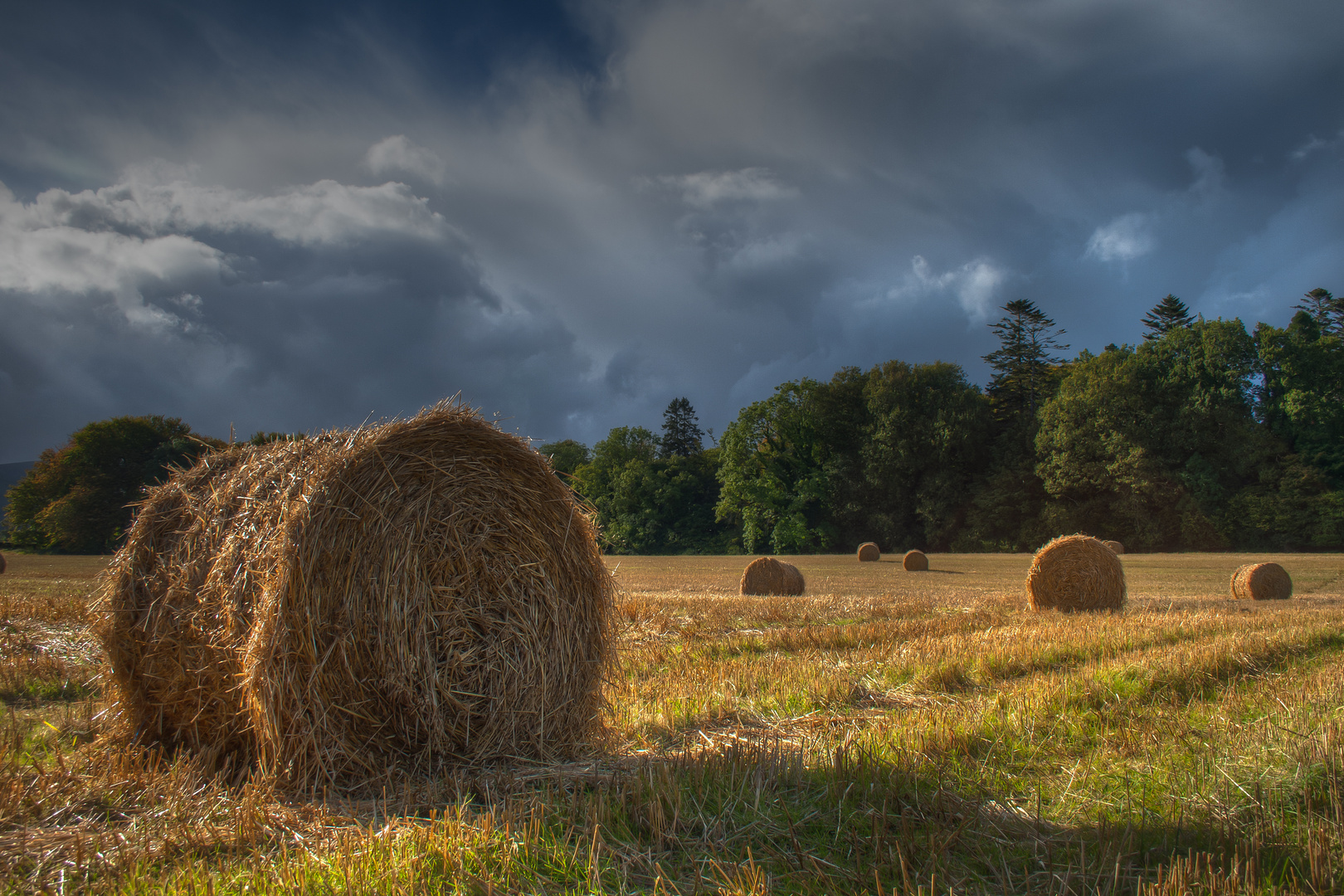 Autumn Meadow