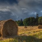 Autumn Meadow