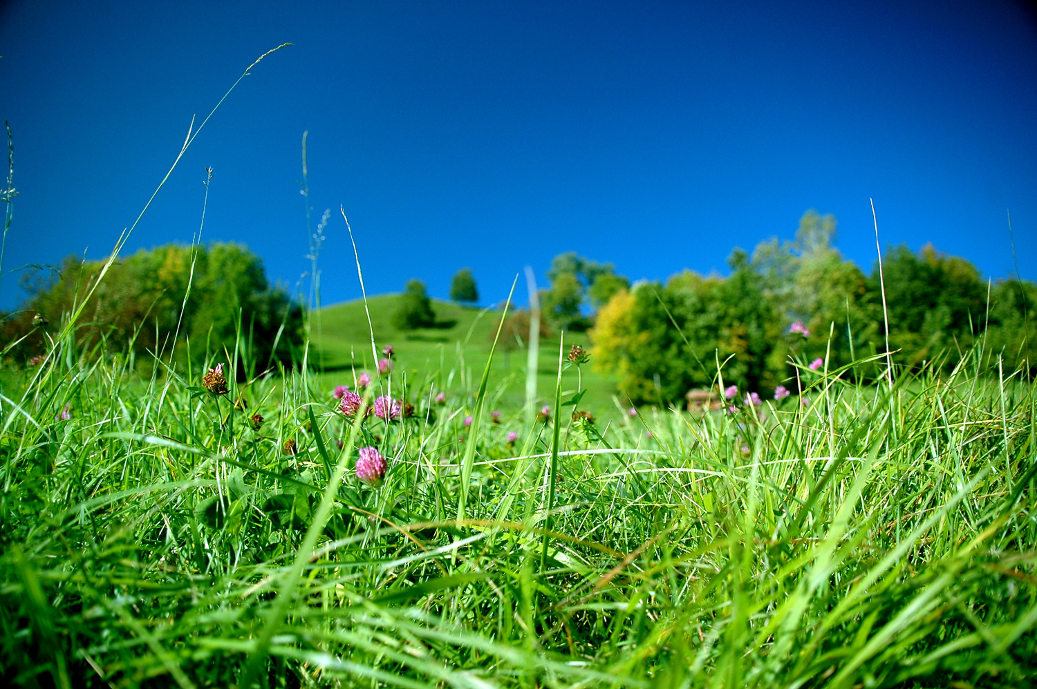 Autumn Meadow