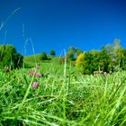 Autumn Meadow