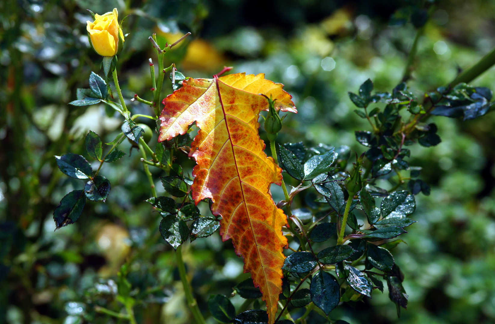 autumn meets summer