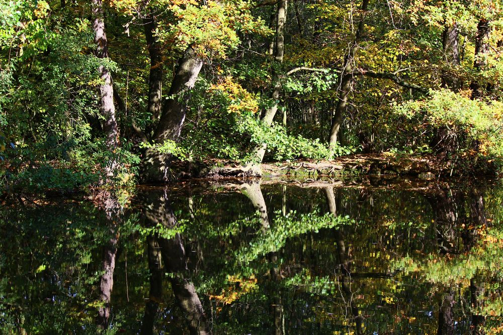 Autumn Mirrors