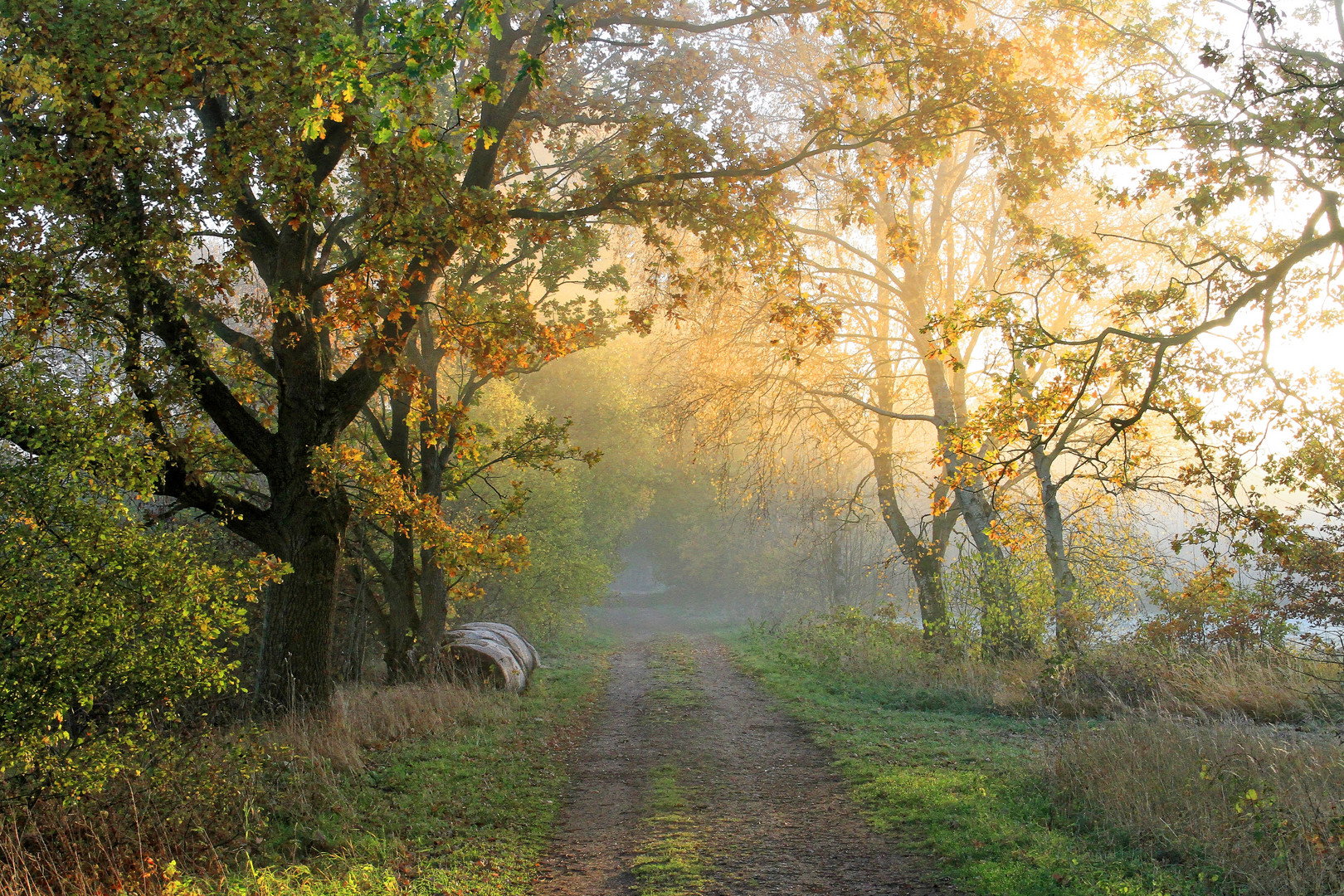 Autumn mood at Nature Reserve Oberalsterniederung