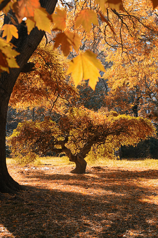 Autumn moods