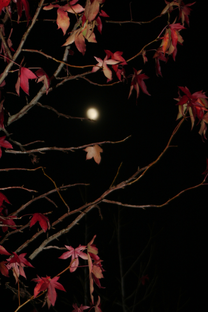 Autumn moon