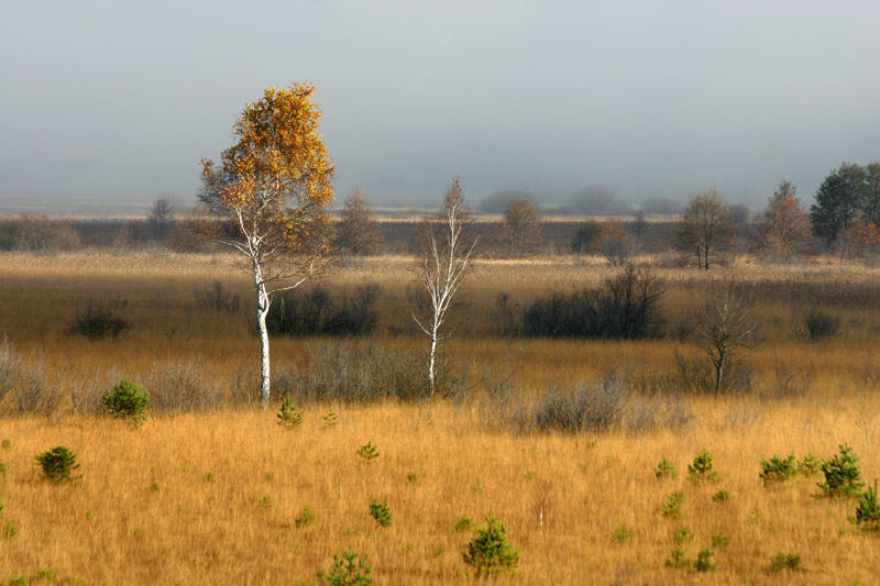 autumn morning