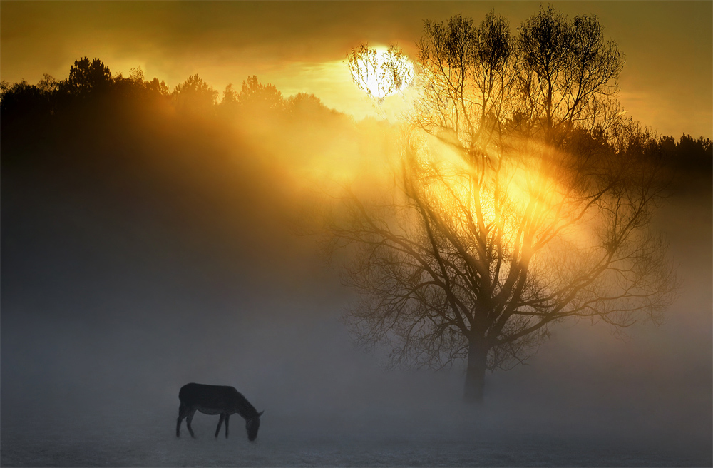 Autumn Morning