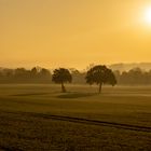 Autumn Morning