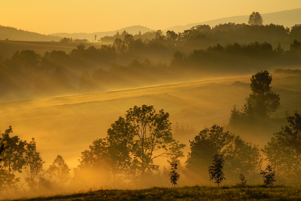 autumn morning II