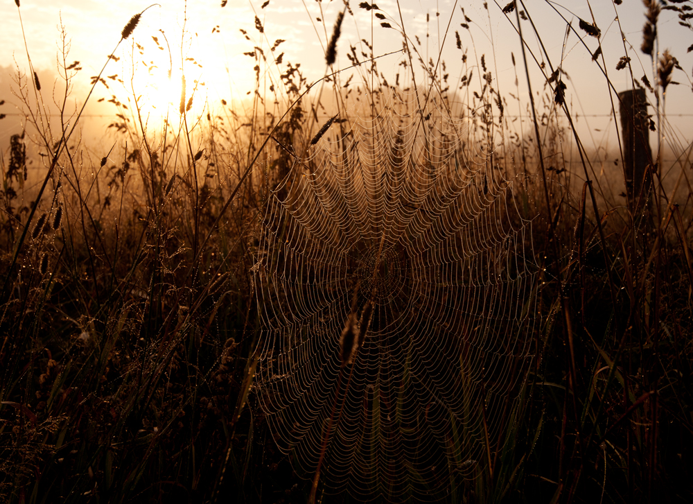 Autumn morning II