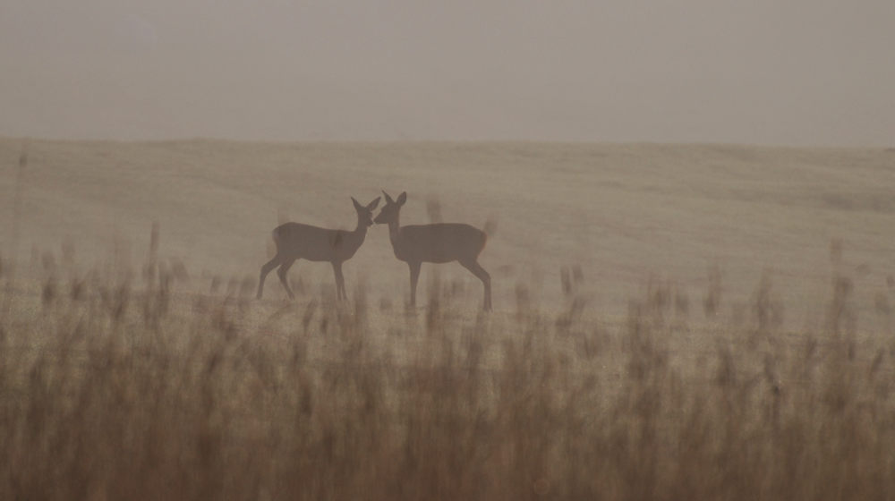 Autumn morning III