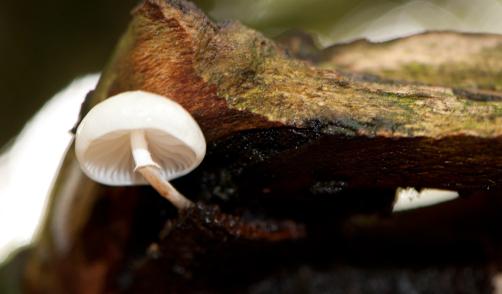 Autumn mushroom