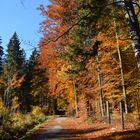 autumn nature in the forest