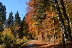 autumn nature in the forest