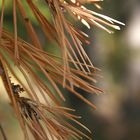 Autumn Needles